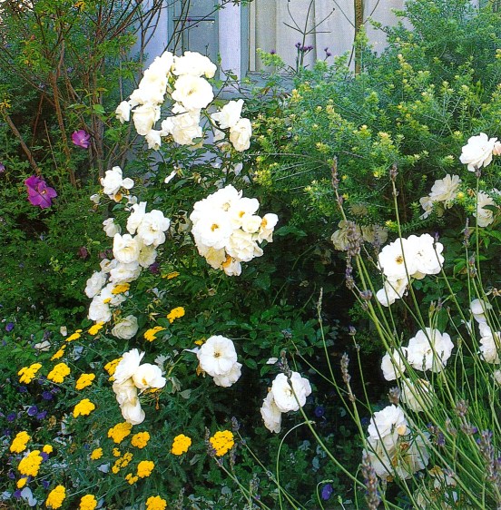 Great Gardens page 156