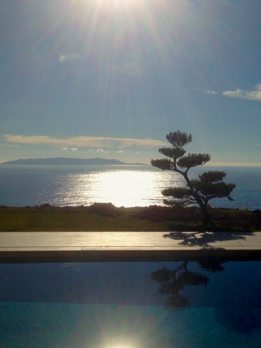 Black Japanese Pine in a garden Rancho Palos Verdes